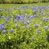 Sugar Land Bluebonnets